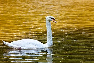 《江湖十一》未来更新计划：有大型DLC和创意工坊